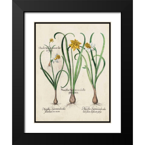 Besler Narcissus I Black Modern Wood Framed Art Print with Double Matting by Besler, Basilius
