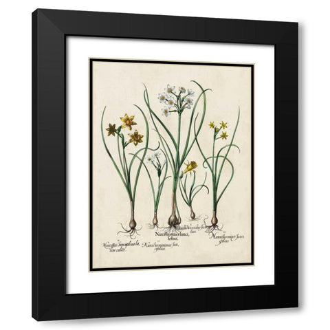 Besler Narcissus II Black Modern Wood Framed Art Print with Double Matting by Besler, Basilius