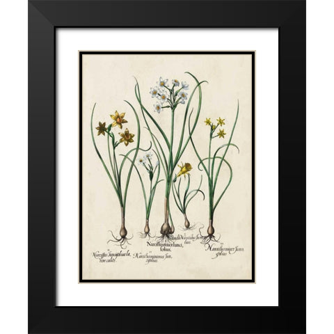 Besler Narcissus II Black Modern Wood Framed Art Print with Double Matting by Besler, Basilius