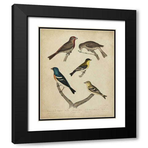 Bonapart Birds I Black Modern Wood Framed Art Print with Double Matting by Charles L. Bonapart