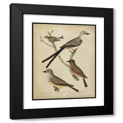 Bonapart Birds II Black Modern Wood Framed Art Print with Double Matting by Charles L. Bonapart