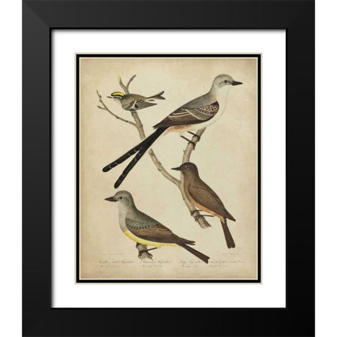 Bonapart Birds II Black Modern Wood Framed Art Print with Double Matting by Charles L. Bonapart