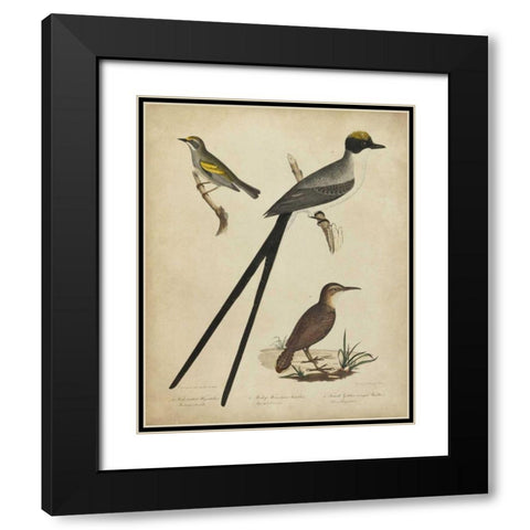 Bonapart Birds III Black Modern Wood Framed Art Print with Double Matting by Charles L. Bonapart