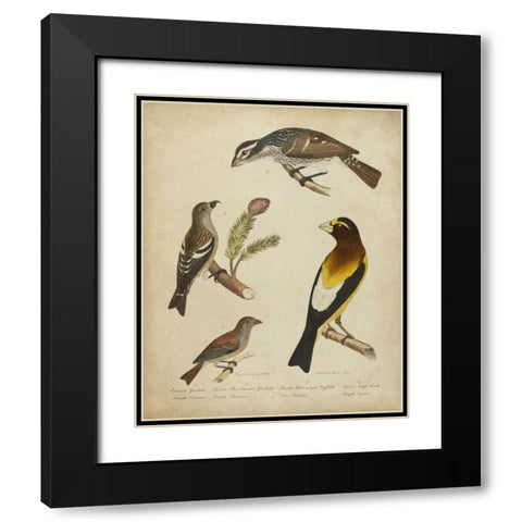 Bonapart Birds IV Black Modern Wood Framed Art Print with Double Matting by Charles L. Bonapart