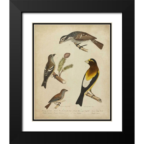 Bonapart Birds IV Black Modern Wood Framed Art Print with Double Matting by Charles L. Bonapart