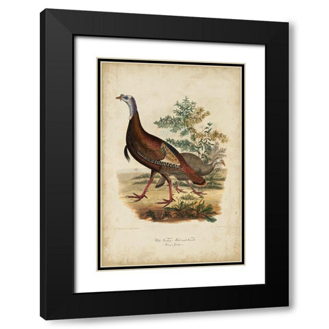 Wild Turkey Black Modern Wood Framed Art Print with Double Matting by Bonapart, Charles L.