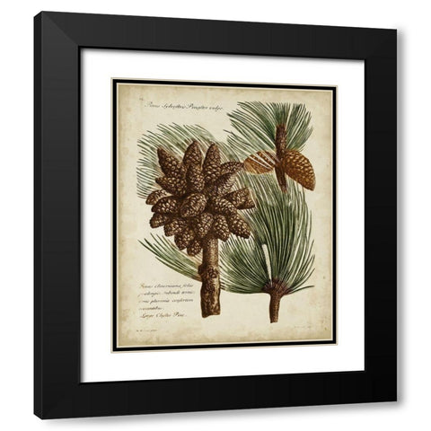 Antique Conifers I Black Modern Wood Framed Art Print with Double Matting by Fletcher, Henry