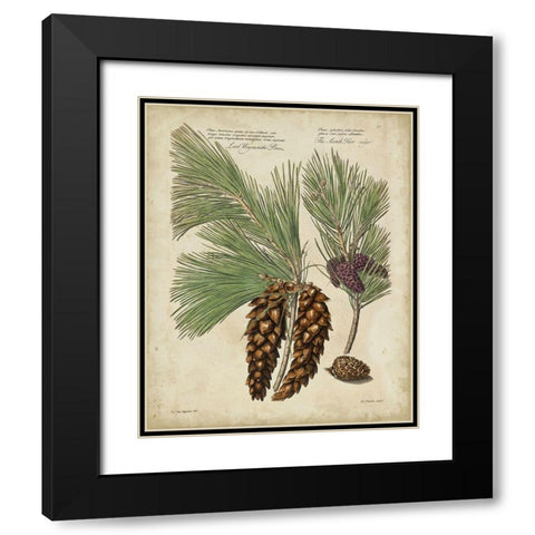 Antique Conifers II Black Modern Wood Framed Art Print with Double Matting by Fletcher, Henry