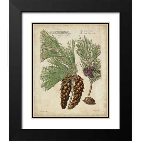 Antique Conifers II Black Modern Wood Framed Art Print with Double Matting by Fletcher, Henry