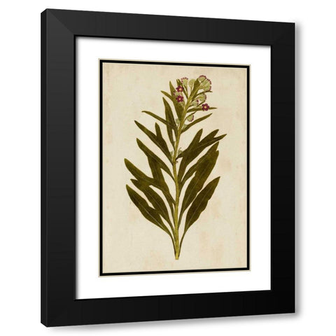 Botanical Impression I Black Modern Wood Framed Art Print with Double Matting by Unkown