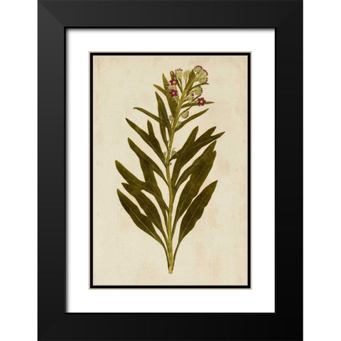 Botanical Impression I Black Modern Wood Framed Art Print with Double Matting by Unkown