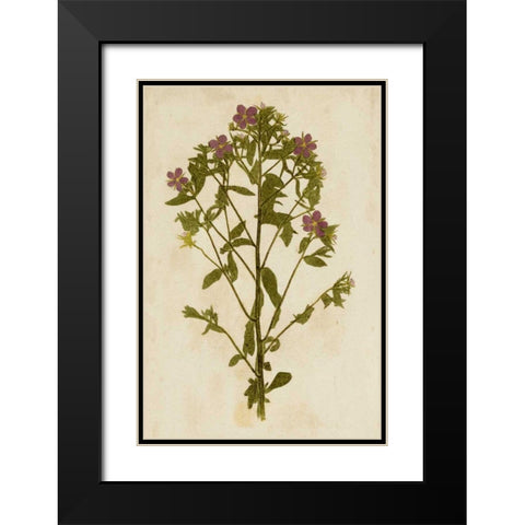 Botanical Impression II Black Modern Wood Framed Art Print with Double Matting by Unkown