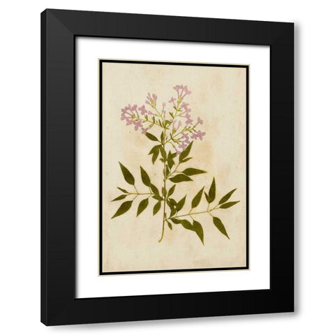 Botanical Impression III Black Modern Wood Framed Art Print with Double Matting by Unkown