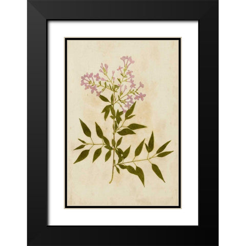 Botanical Impression III Black Modern Wood Framed Art Print with Double Matting by Unkown