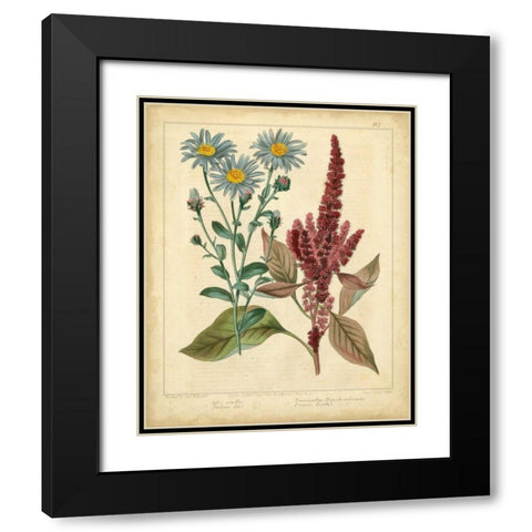 Garden Flora I Black Modern Wood Framed Art Print with Double Matting by Edwards, Sydenham