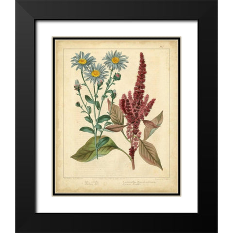Garden Flora I Black Modern Wood Framed Art Print with Double Matting by Edwards, Sydenham