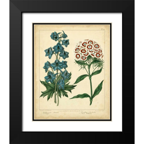 Garden Flora II Black Modern Wood Framed Art Print with Double Matting by Edwards, Sydenham