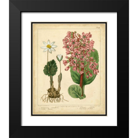 Garden Flora III Black Modern Wood Framed Art Print with Double Matting by Edwards, Sydenham