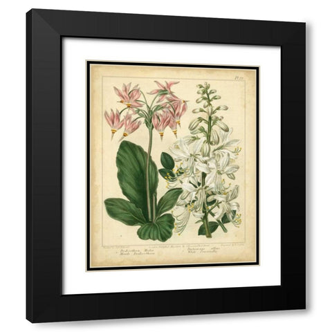 Garden Flora IV Black Modern Wood Framed Art Print with Double Matting by Edwards, Sydenham