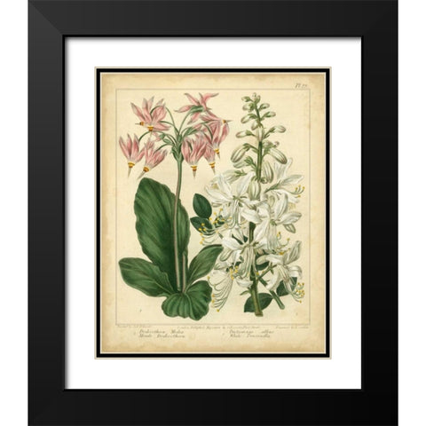 Garden Flora IV Black Modern Wood Framed Art Print with Double Matting by Edwards, Sydenham