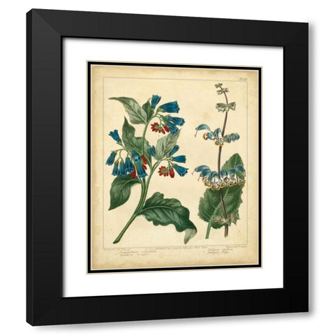 Garden Flora V Black Modern Wood Framed Art Print with Double Matting by Edwards, Sydenham