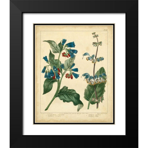 Garden Flora V Black Modern Wood Framed Art Print with Double Matting by Edwards, Sydenham