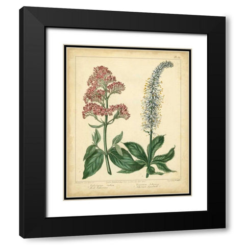 Garden Flora VI Black Modern Wood Framed Art Print with Double Matting by Edwards, Sydenham