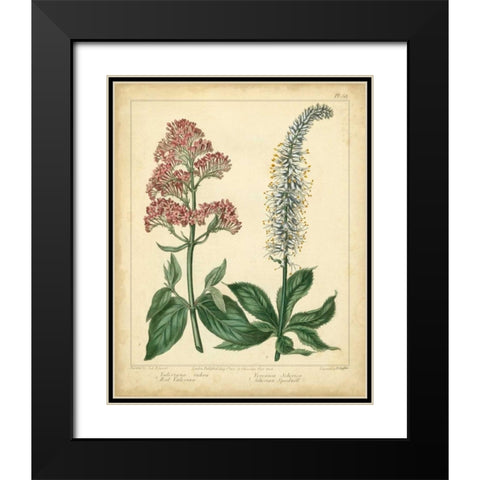 Garden Flora VI Black Modern Wood Framed Art Print with Double Matting by Edwards, Sydenham