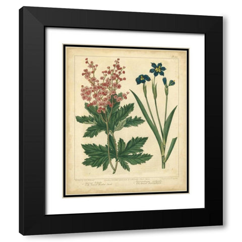 Garden Flora VII Black Modern Wood Framed Art Print with Double Matting by Edwards, Sydenham
