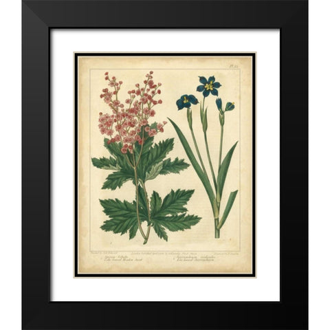 Garden Flora VII Black Modern Wood Framed Art Print with Double Matting by Edwards, Sydenham
