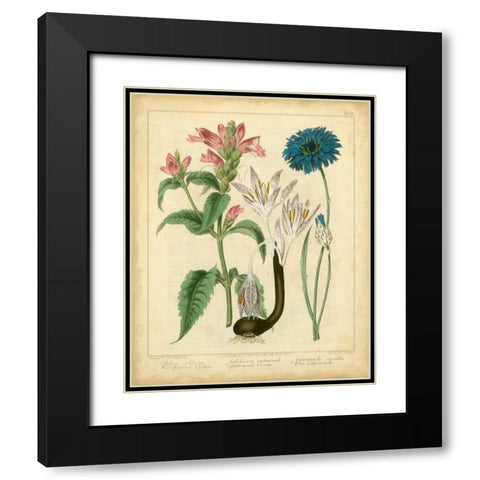 Garden Flora VIII Black Modern Wood Framed Art Print with Double Matting by Edwards, Sydenham