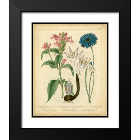 Garden Flora VIII Black Modern Wood Framed Art Print with Double Matting by Edwards, Sydenham