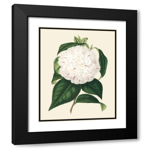 Antique Camellia I Black Modern Wood Framed Art Print with Double Matting by Houtte, Van