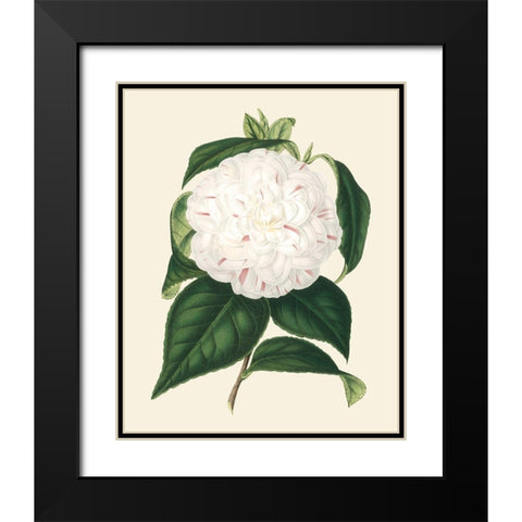 Antique Camellia I Black Modern Wood Framed Art Print with Double Matting by Houtte, Van
