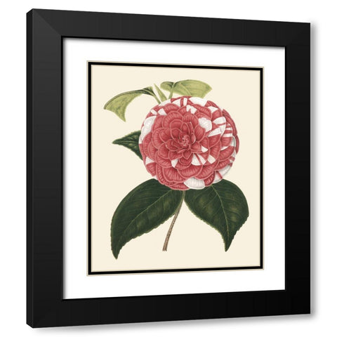 Antique Camellia II Black Modern Wood Framed Art Print with Double Matting by Houtte, Van