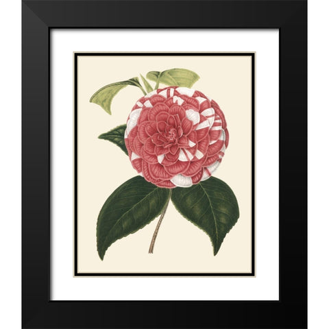 Antique Camellia II Black Modern Wood Framed Art Print with Double Matting by Houtte, Van