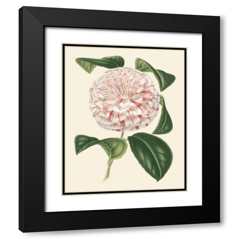 Antique Camellia III Black Modern Wood Framed Art Print with Double Matting by Houtte, Van