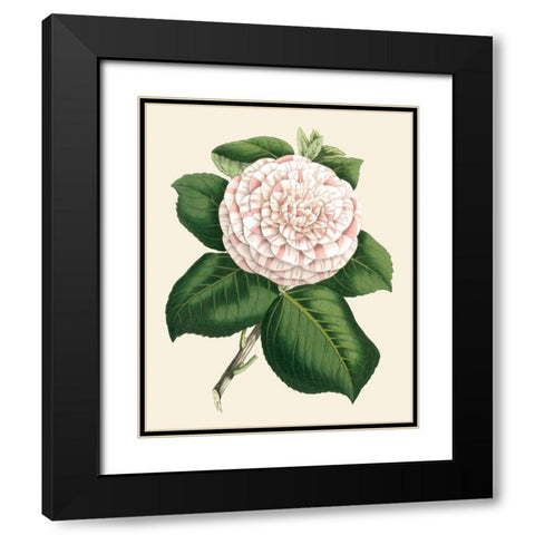 Antique Camellia IV Black Modern Wood Framed Art Print with Double Matting by Houtte, Van