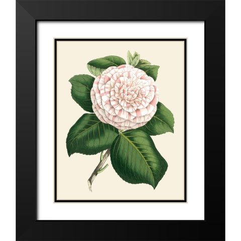 Antique Camellia IV Black Modern Wood Framed Art Print with Double Matting by Houtte, Van