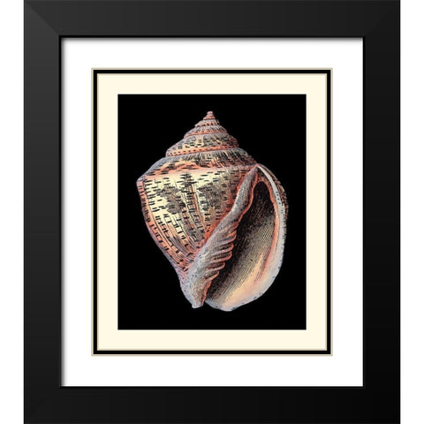 Treasures of the Sea V Black Modern Wood Framed Art Print with Double Matting by Redoute, Pierre