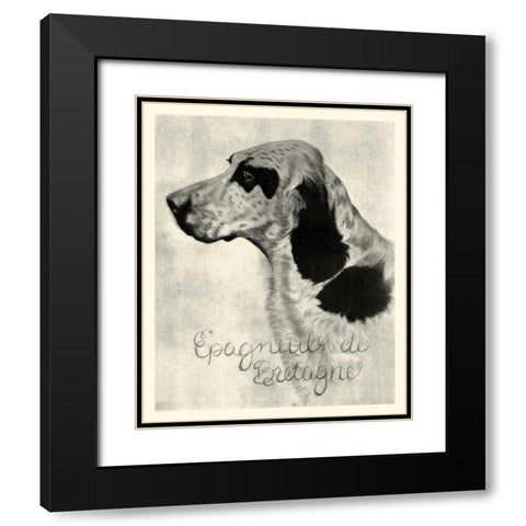 B and W Epagneul de Bretagne Black Modern Wood Framed Art Print with Double Matting by Vision Studio