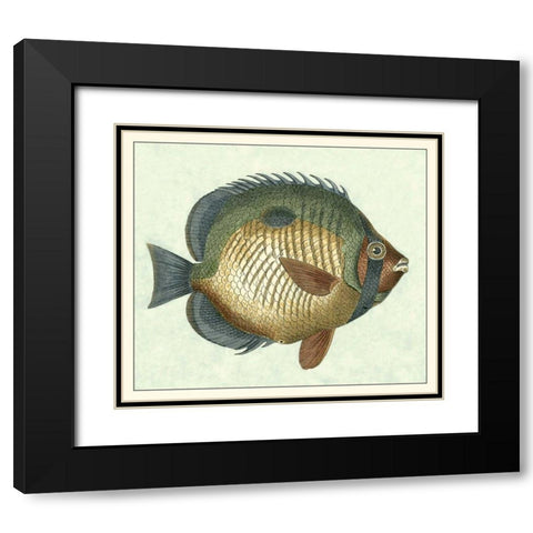 Butterfly Fish I Black Modern Wood Framed Art Print with Double Matting by Vision Studio