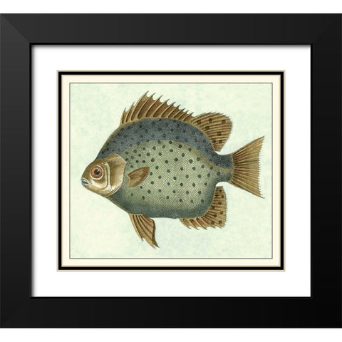 Butterfly Fish II Black Modern Wood Framed Art Print with Double Matting by Vision Studio