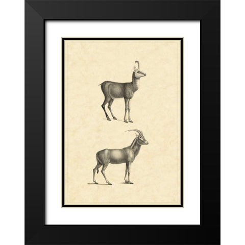 Vintage Antelope Black Modern Wood Framed Art Print with Double Matting by Vision Studio
