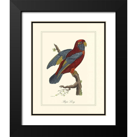 Raja Lory Black Modern Wood Framed Art Print with Double Matting by Edwards, George