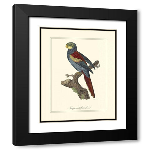 Nonpareil Parrakeet Black Modern Wood Framed Art Print with Double Matting by Edwards, George