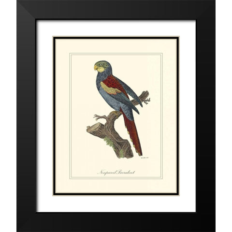 Nonpareil Parrakeet Black Modern Wood Framed Art Print with Double Matting by Edwards, George