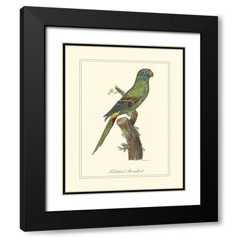 Solstitial Parrakeet Black Modern Wood Framed Art Print with Double Matting by Edwards, George