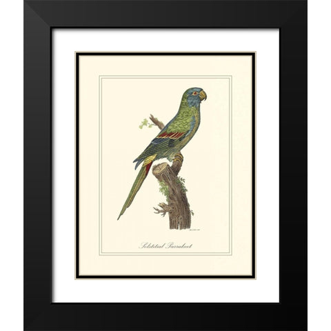 Solstitial Parrakeet Black Modern Wood Framed Art Print with Double Matting by Edwards, George
