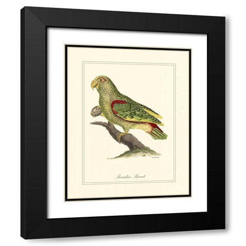 Paradise Parrot Black Modern Wood Framed Art Print with Double Matting by Edwards, George